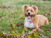 Perché dovresti avere un cane? alcuni fatti sorprendenti cane