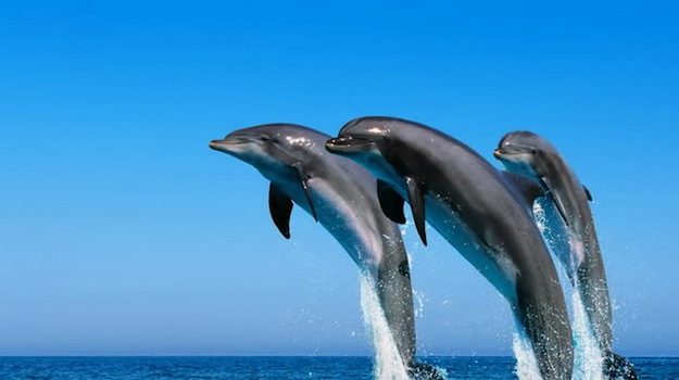 Decine di delfini morti al largo della costa toscana delfini