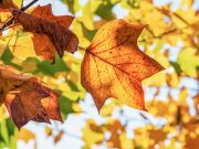 In viaggio verso l’Italia in autunno: cosa devi sapere autunno