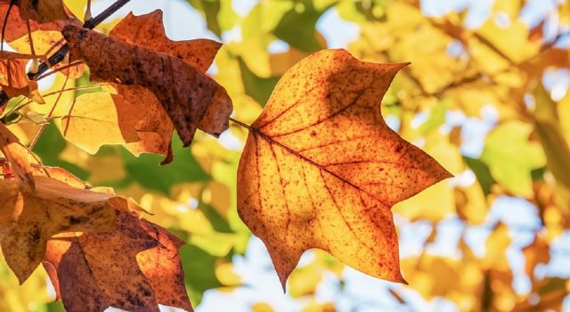 autunno
