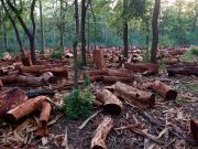 Come l’Amazzonia, le foreste dell’Iran sono a rischio Iran