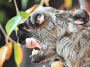 Al Bioparco di Roma sono nati due tamarini imperatore