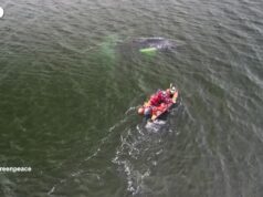 Germania, la balena Timmy si arena per la terza volta