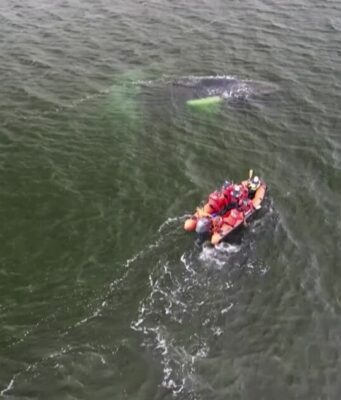 Germania, la balena Timmy si arena per la terza volta