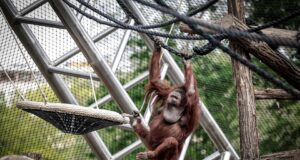 Nenette, l’orango star del Jardin de Plantes di Parigi, compie 57 anni