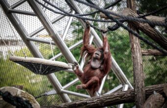 Nenette, l’orango star del Jardin de Plantes di Parigi, compie 57 anni