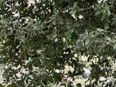 Occhio alle allergie con la Pasquetta fuori porta, previsto picco dei pollini con un aumento del 25% del rischio di reazioni