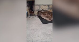 Un cerbiatto si ripara dalla pioggia sullo zerbino di una casa in Abruzzo