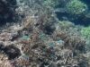 Maldive, nelle acque di Alimathà squali, tartarughe e coralli