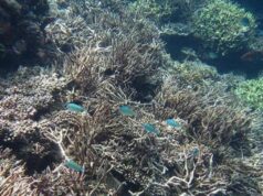 Maldive, nelle acque di Alimathà squali, tartarughe e coralli