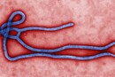 Allo Spallanzani la dottoressa di Msf esposta a Ebola