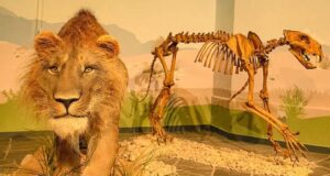 Così un leone delle caverne guarì da un frattura 190mila anni fa