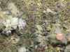Greenpeace, scoperte nuove specie marine nelle profondita’ oceaniche
