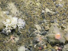 Greenpeace, scoperte nuove specie marine nelle profondita’ oceaniche