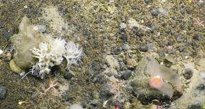 Greenpeace, scoperte nuove specie marine nelle profondita’ oceaniche