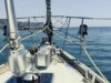 Avvistata al largo di Sanremo una famiglia di capodogli