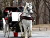New York verso l’addio alle carrozzelle di Central Park