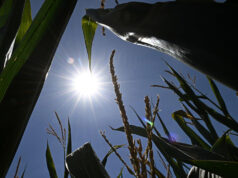 Terza ondata di calore almeno fino al 20 luglio, lunedì 43 gradi in Sardegna