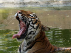 Messico, uccisa la tigre Kenzo che era fuggita da un centro privato