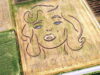 Il volto di Marilyn Monroe disegnato su un campo nel Veronese