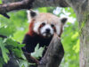 Addio ad Haiku, il secondo panda rosso più anziano d’Italia