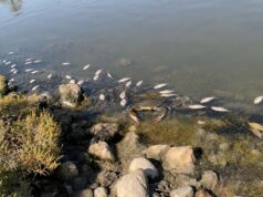 Il caldo soffoca cozze e vongole mentre il granchio blu si moltiplica senza sosta